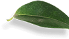 main-slider-img-shape